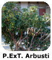 PXT Arbusti